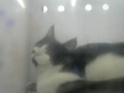 Shelter Stray Unknown Cat last seen Near BLOCK LOMAS BLVD, 8920 Lomas Blvd NE, Albuquerque, NM 87112, USA