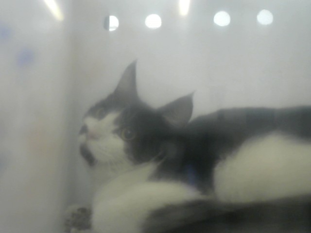 Shelter Stray Unknown Cat last seen Near BLOCK LOMAS BLVD, 8920 Lomas Blvd NE, Albuquerque, NM 87112, USA