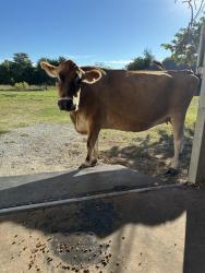 Shelter Stray Female Livestock last seen Near BLOCK S PEEBLY RD, NEWALLA OK 74857, 2811 SE 29th St, Oklahoma City, OK 73129, USA