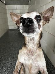 Shelter Stray Male Dog last seen CHARLOTTE, 8315 Byrum Dr, Charlotte, NC 28217, USA