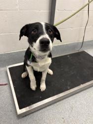 Shelter Stray Male Dog last seen Near, 5001 E Raymond St, Indianapolis, IN 46203, USA