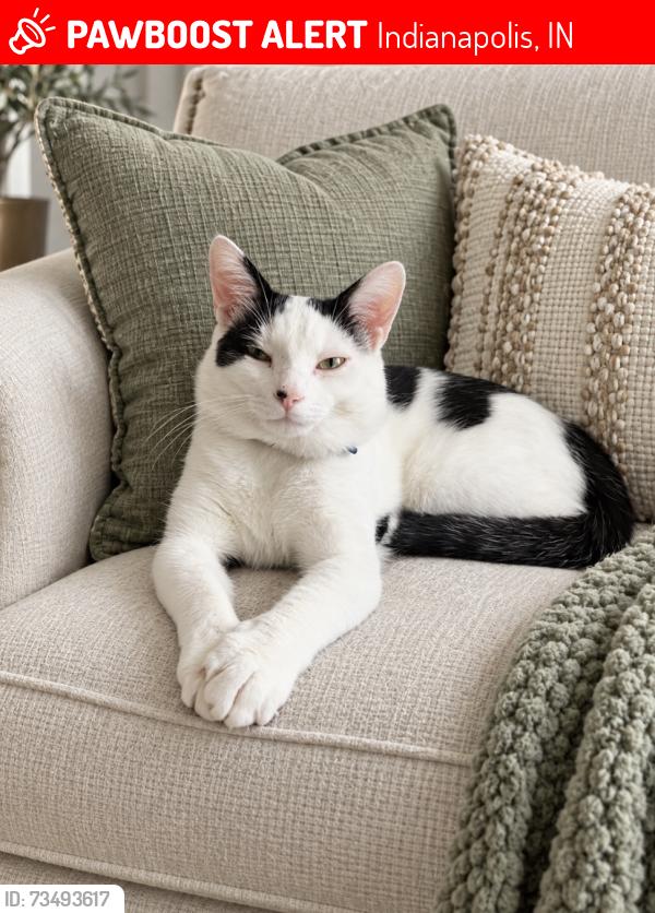 Lost Male Cat last seen twp Line Road and Emily Drive, Indianapolis, IN 46260