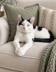 Lost Male Cat last seen twp Line Road and Emily Drive, Indianapolis, IN 46260