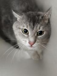 Shelter Stray Male Cat last seen ABANDONED AT SHELTER, 333 Chandler Pl, San Bernardino, CA 92408, USA