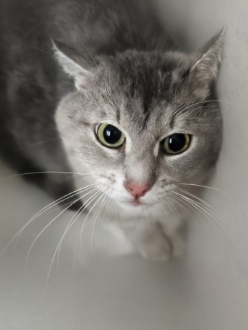 Shelter Stray Male Cat last seen ABANDONED AT SHELTER, 333 Chandler Pl, San Bernardino, CA 92408, USA