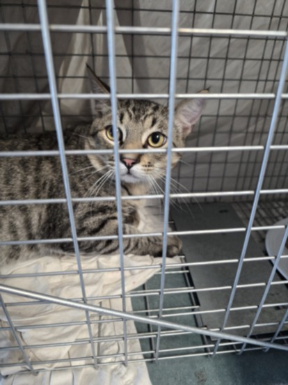 Shelter Stray Male Cat last seen , West Valley Animal Shelter, 20655 Plummer St, Chatsworth, CA 91311, USA