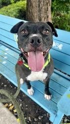 Shelter Stray Female Dog last seen Near BLOCK SW 107 AVE, 3599 NW 79th Ave, Doral, FL 33122, USA