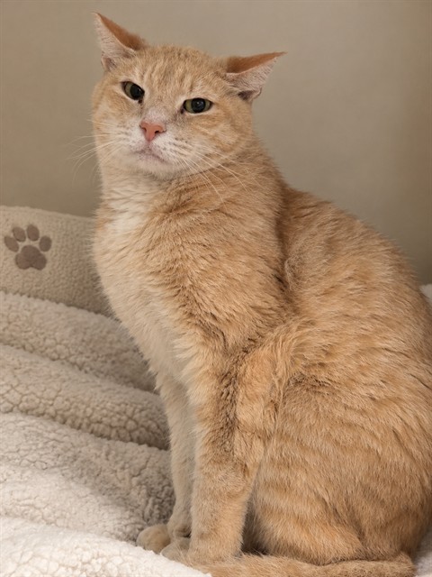 Shelter Stray Male Cat last seen Near BLOCK SW 42ND TERR, 3599 NW 79th Ave, Doral, FL 33122, USA