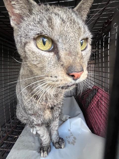 Shelter Stray Male Cat last seen Near BLOCK SW 90TH TERR, 3599 NW 79th Ave, Doral, FL 33122, USA