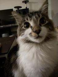 Lost Male Cat last seen Conifer and 9th, Corvallis, OR 97330