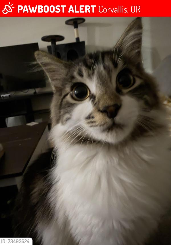 Lost Male Cat last seen Conifer and 9th, Corvallis, OR 97330