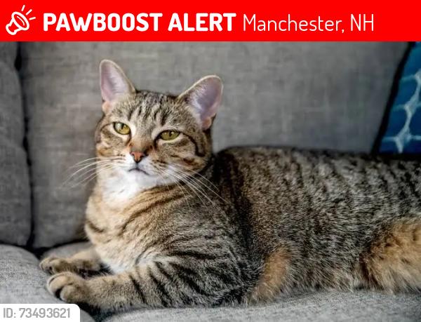 Lost Female Cat last seen Elm st, Manchester, NH 03104
