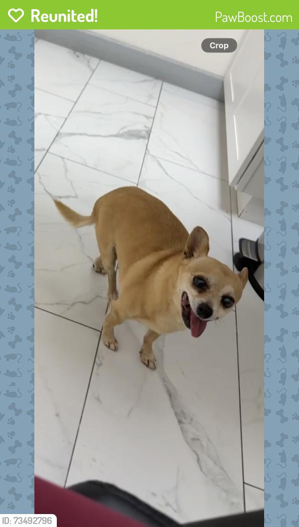 Reunited Male Dog last seen Behind home on trails, Riverside, CA 92509