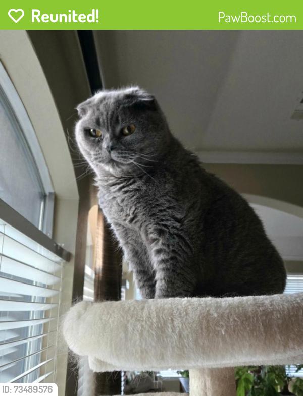 Reunited Female Cat last seen Pecan Acres Drive and Orchard Bend Drive, Sugar Land, TX 77498