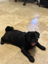 Found/Stray Male Dog last seen Hill trails St San Antonio Tx 78250, San Antonio, TX 78250