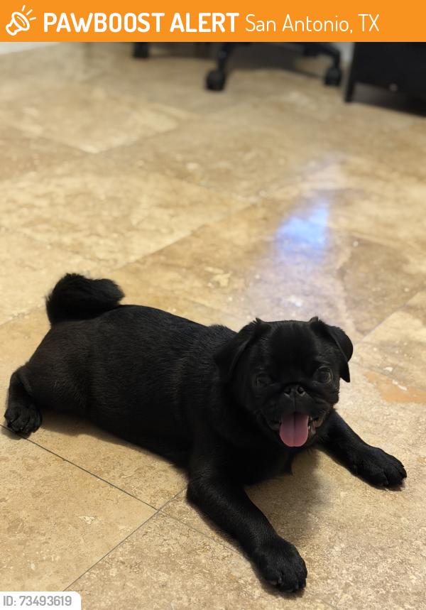 Found/Stray Male Dog last seen Hill trails St San Antonio Tx 78250, San Antonio, TX 78250