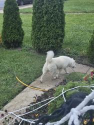 Reunited Female Dog last seen Liley Ave and E. Whittier, Columbus, OH 43206