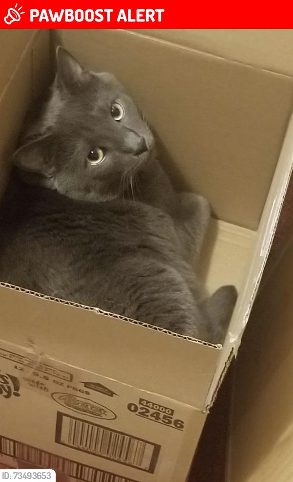 Lost Male Cat last seen Near split rock, Colorado Springs, CO 80919