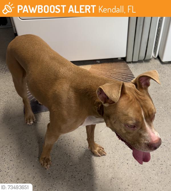 Found/Stray Female Dog last seen Devonaire neighborhood, Kendall, FL 33176