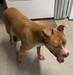Found/Stray Female Dog last seen Devonaire neighborhood, Kendall, FL 33176