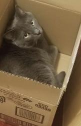 Lost Male Cat last seen Near split rock, Colorado Springs, CO 80919