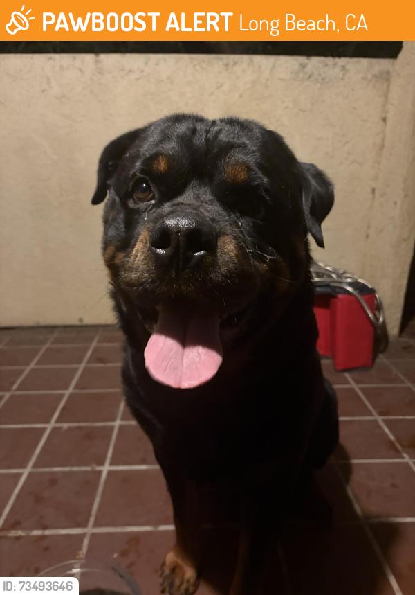 Found/Stray Male Dog last seen 8th/termino ave, Long Beach, CA 90804