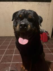 Found/Stray Male Dog last seen 8th/termino ave, Long Beach, CA 90804