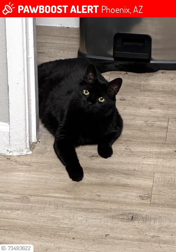 Lost Male Cat last seen palmer apmts, Phoenix, AZ 85014