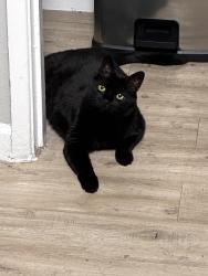 Lost Male Cat last seen palmer apmts, Phoenix, AZ 85014