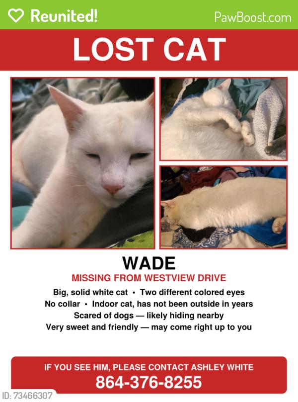 Reunited Male Cat last seen Edwards Road. Hampton road, Lyman, SC 29365