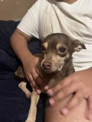 Reunited Female Dog last seen Champions Forest Dr, near Ryan Stegall - State Farm Insurance Agent, Houston, TX 77069