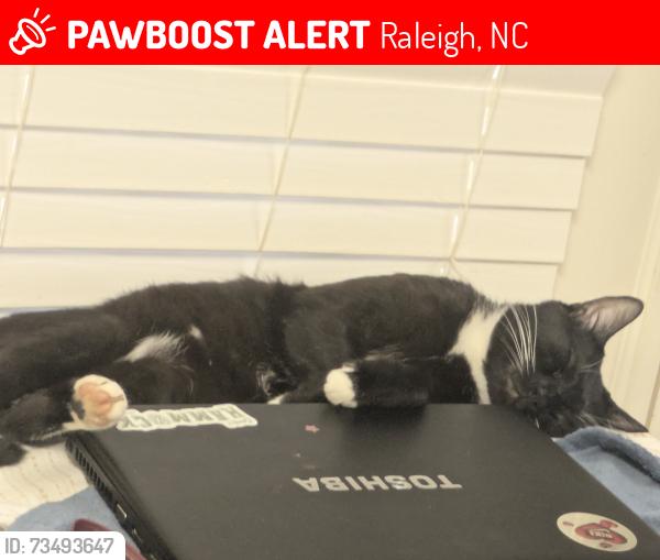 Lost Male Cat last seen Stone Falls Trail near gated community, Raleigh, NC 27614