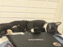 Lost Male Cat last seen Stone Falls Trail near gated community, Raleigh, NC 27614