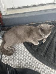 Found/Stray Unknown Cat last seen 28th and P Street, Richmond, VA 23223