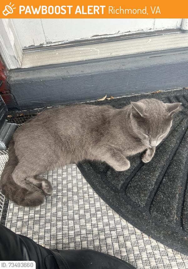 Found/Stray Unknown Cat last seen 28th and P Street, Richmond, VA 23223