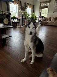 Found/Stray Male Dog last seen Guerin's Bridge Rs, Awendaw, SC 29429