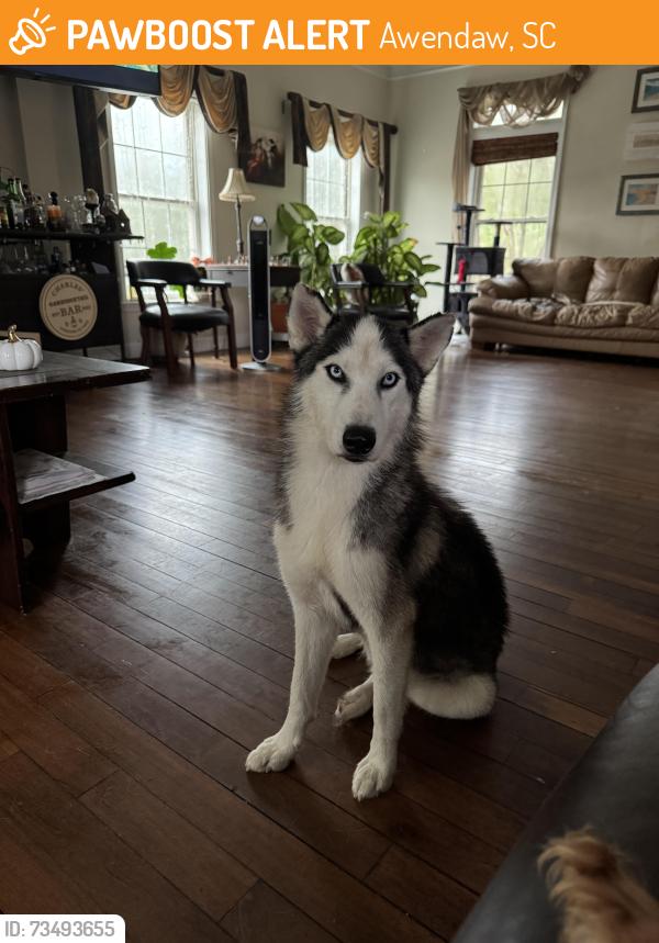 Found/Stray Male Dog last seen Guerin's Bridge Rs, Awendaw, SC 29429
