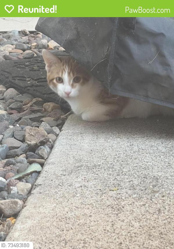 Reunited Unknown Cat last seen Near N Van Buren Way, Hopkins, MN 55343
