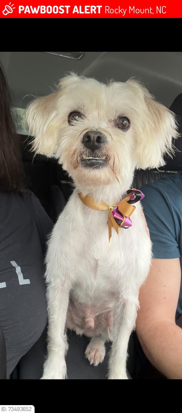 Lost Male Dog last seen Wildwood Trace, Rocky Mount, NC 27804