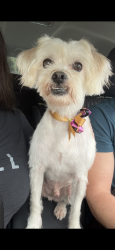 Lost Male Dog last seen Wildwood Trace, Rocky Mount, NC 27804