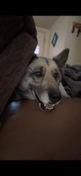 Reunited Female Dog last seen Near E Tropicana Ave, Las Vegas, NV 89121, USA, Las Vegas, NV 89121