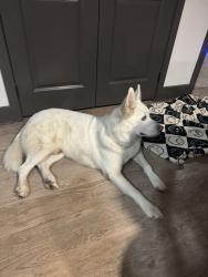 Reunited Male Dog last seen Fossil Creek Blvd, Haltom City, TX 76137, USA, Haltom City, TX 76137