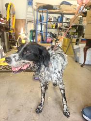 Found/Stray Male Dog last seen Near SW Wood Creek Trail, Palm City, FL 34990