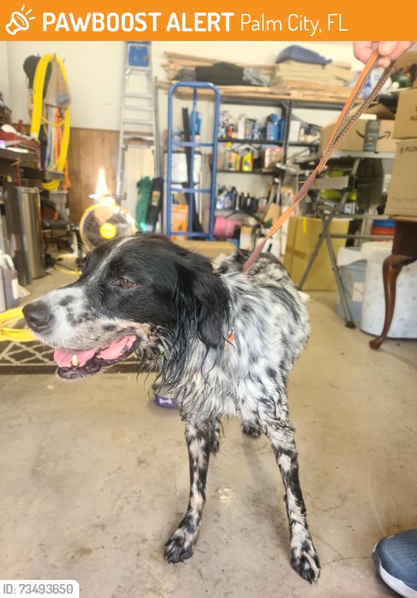 Found/Stray Male Dog last seen Near SW Wood Creek Trail, Palm City, FL 34990