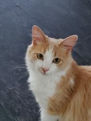 Lost Male Cat last seen Hallstrom and 9th avenue, Maplewood, WA 98332