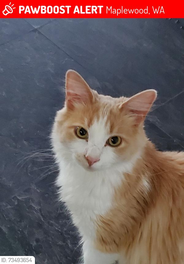 Lost Male Cat last seen Hallstrom and 9th avenue, Maplewood, WA 98332