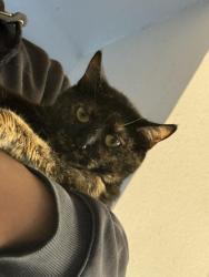 Lost Female Cat last seen Mountain Rd and Rio Grande, Albuquerque, NM 87104