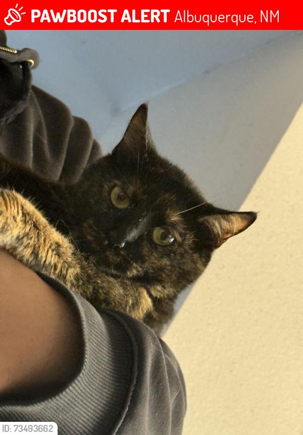 Lost Female Cat last seen Mountain Rd and Rio Grande, Albuquerque, NM 87104