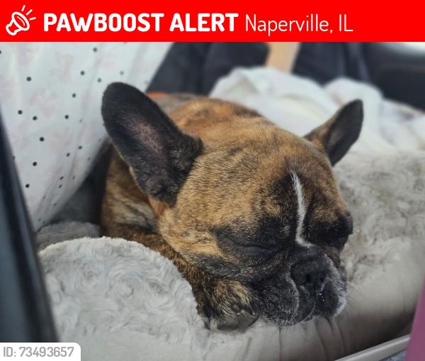 Lost Female Dog last seen 83rd street crossing Skylane, aswell as near Springbrook prairie, Naperville, IL 60564