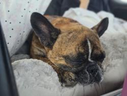 Lost Female Dog last seen 83rd street crossing Skylane, aswell as near Springbrook prairie, Naperville, IL 60564